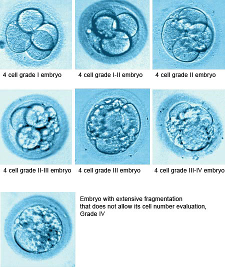 4-cell embryos 4-cell embryos